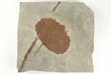 Fossil Leaf (Zizyphoides) - Montana #203362-1